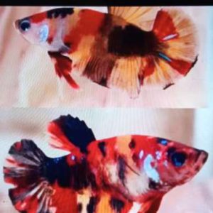 Promo cupang nemo 1 pasang