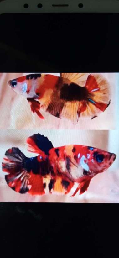 Promo cupang nemo 1 pasang