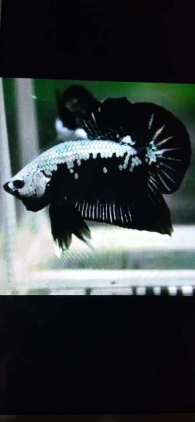 Promo cupang plakat black samurai 1 pasang